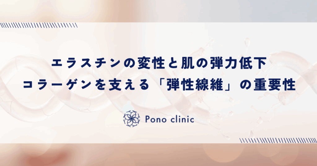 エラスチンの変性と肌の弾力低下｜コラーゲンを支える「弾性線維」の重要性