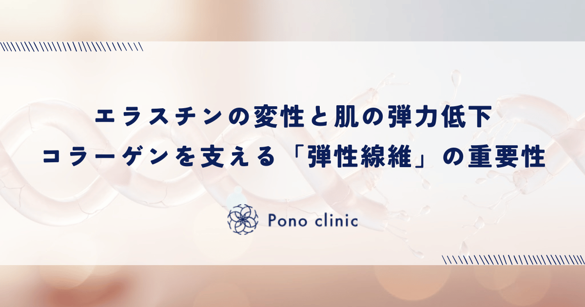 エラスチンの変性と肌の弾力低下｜コラーゲンを支える「弾性線維」の重要性