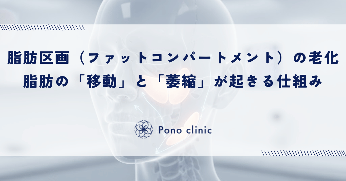 顔の脂肪区画（ファットコンパートメント）の老化｜脂肪の「移動」と「萎縮」が起きる仕組み