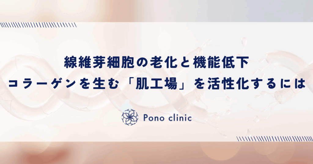 線維芽細胞の老化と機能低下｜コラーゲンを生み出す「肌の工場」を活性化するには