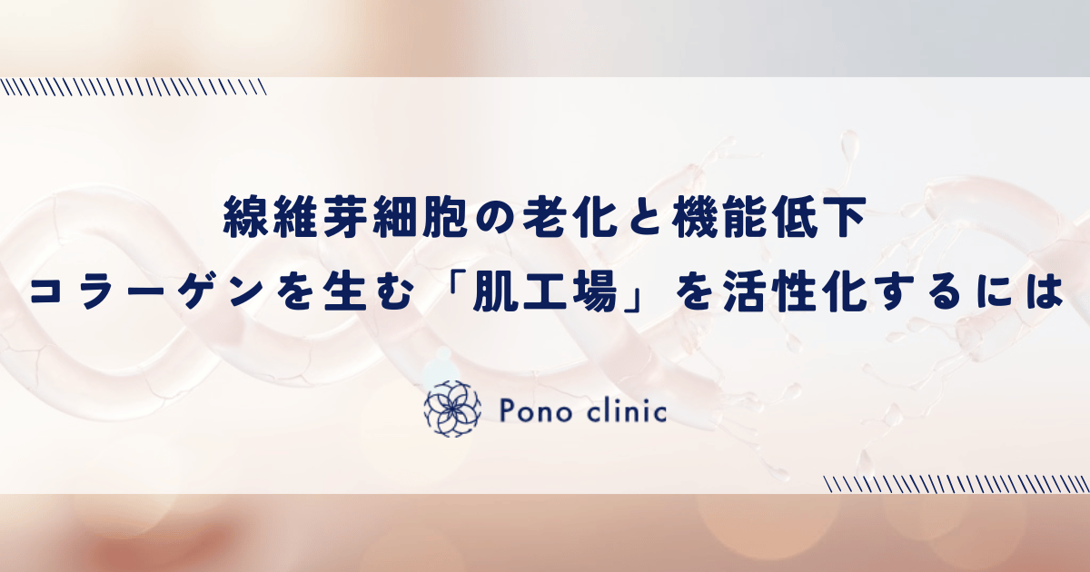 線維芽細胞の老化と機能低下｜コラーゲンを生み出す「肌の工場」を活性化するには