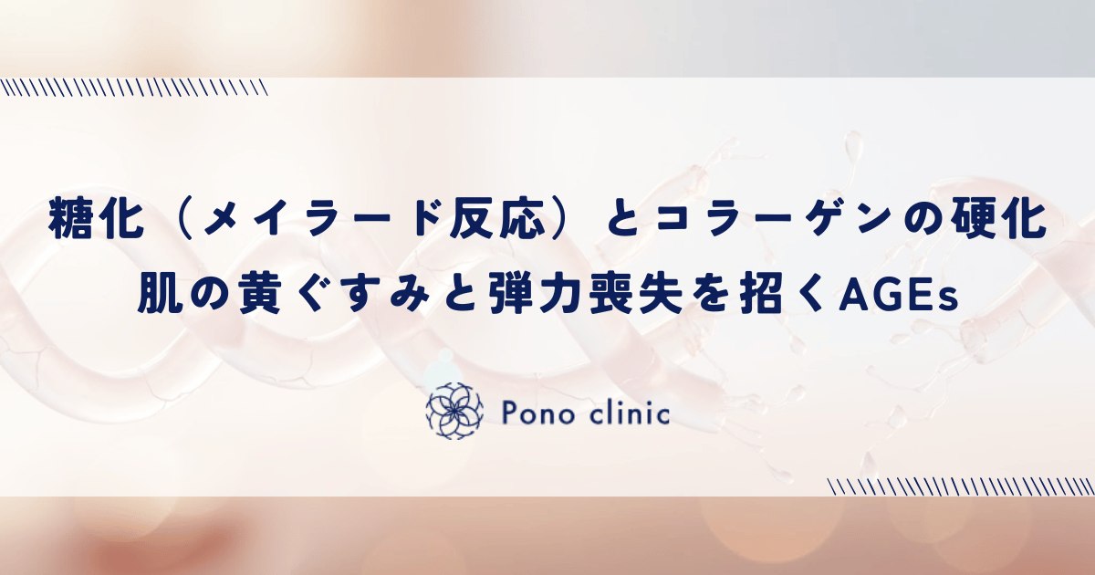 糖化（メイラード反応）とコラーゲンの硬化｜肌の黄ぐすみと弾力喪失を招くAGEs
