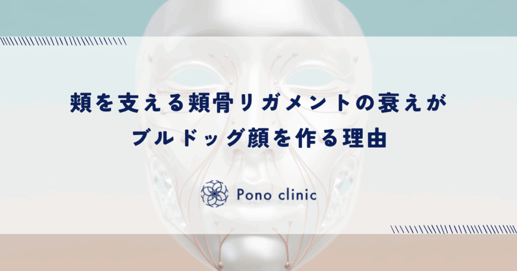 頬を支える頬骨リガメントの衰えがブルドッグ顔を作る理由