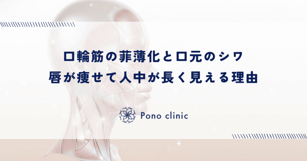 口輪筋（こうりんきん）の菲薄化と口元のシワ｜唇が痩せて人中が長く見える理由