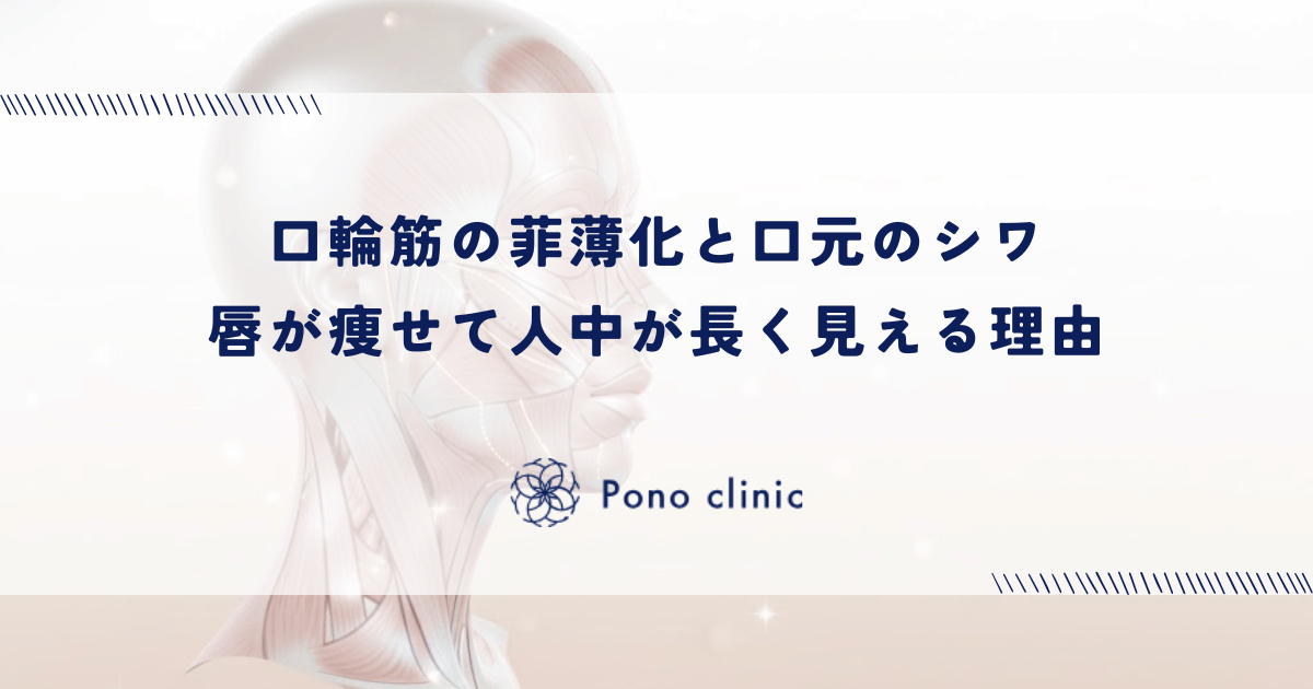 口輪筋（こうりんきん）の菲薄化と口元のシワ｜唇が痩せて人中が長く見える理由